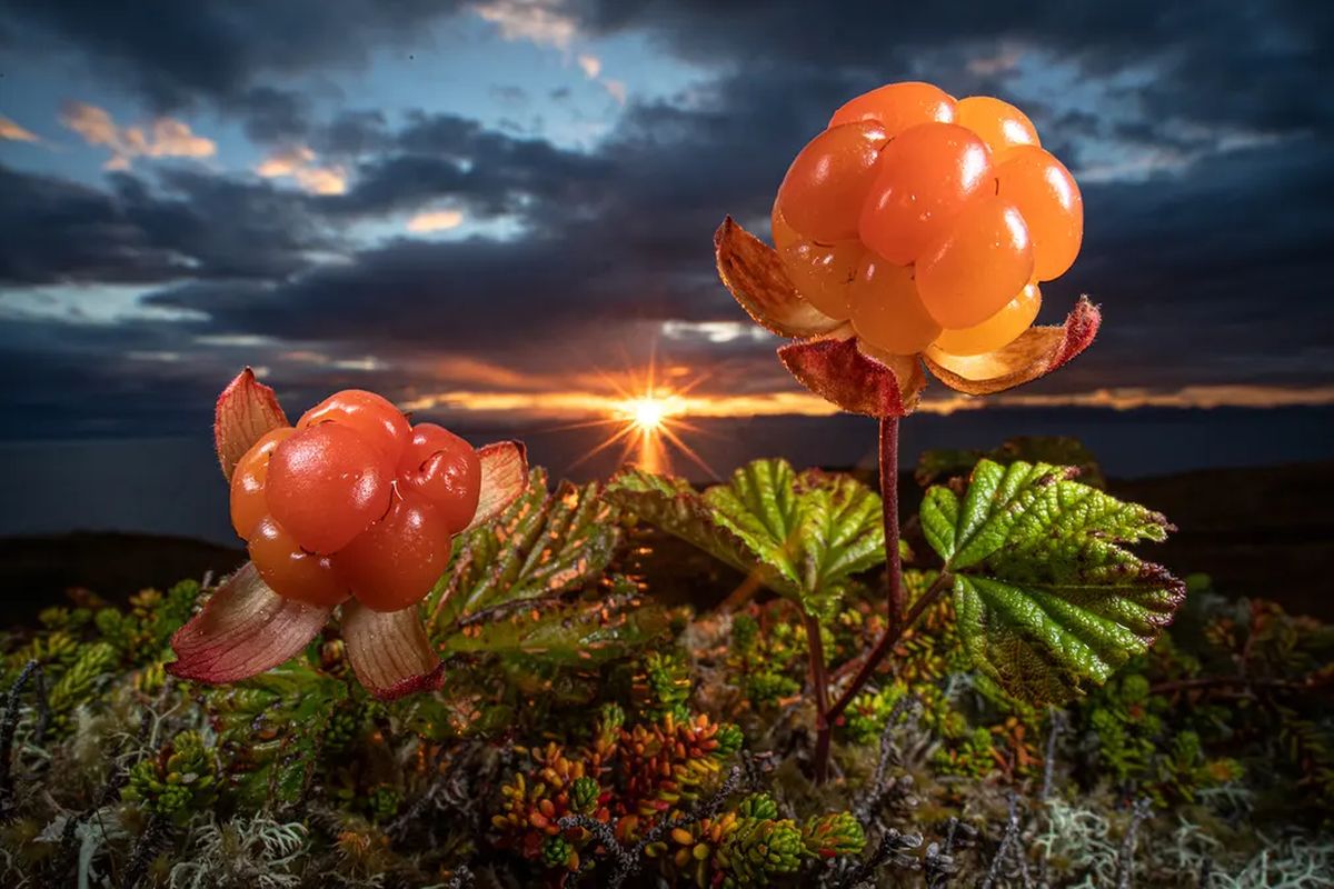 Winning Shots from the Nature Photographer of the Year 2021 