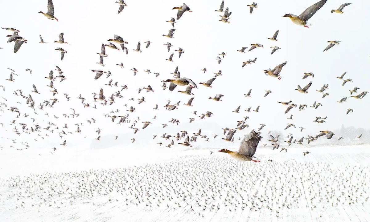 Winning Shots from the Nature Photographer of the Year 2021