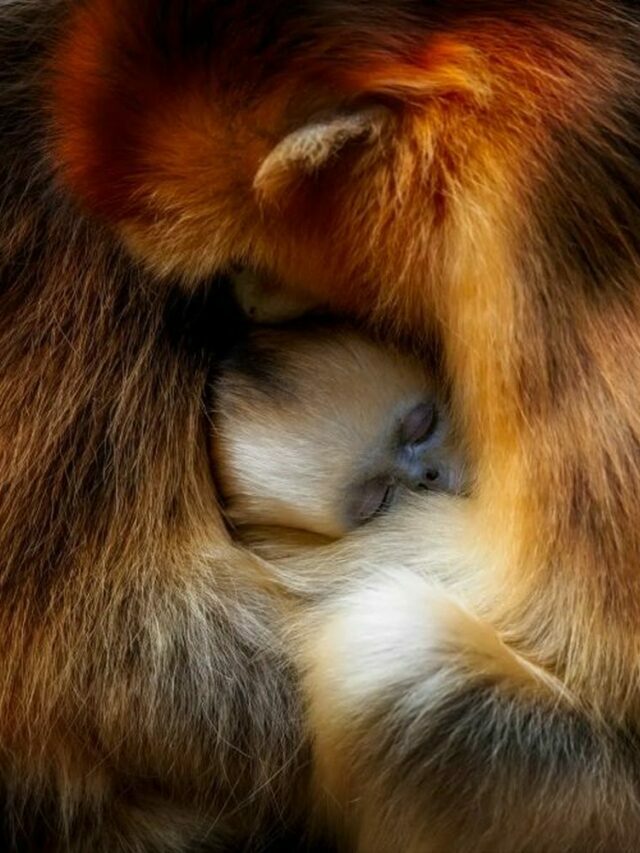 Motherly Love In Animal Kingdom