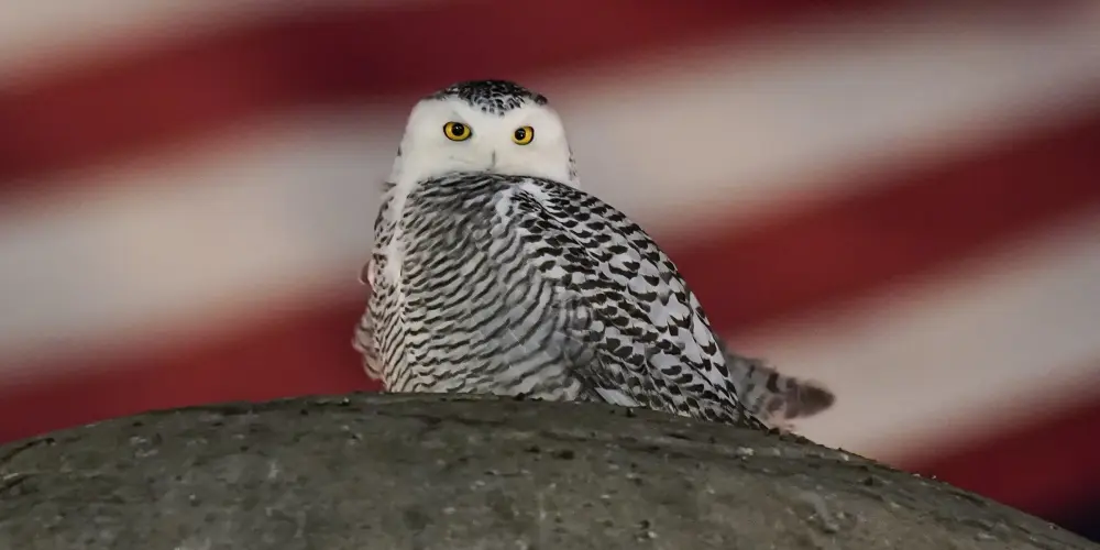 A Snowy Owl Captivates Birdwatchers in Washington DC
