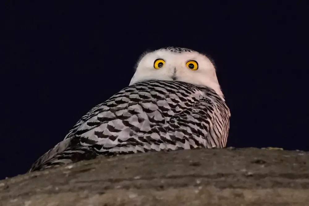 A Snowy Owl Captivates Birdwatchers in Washington DC