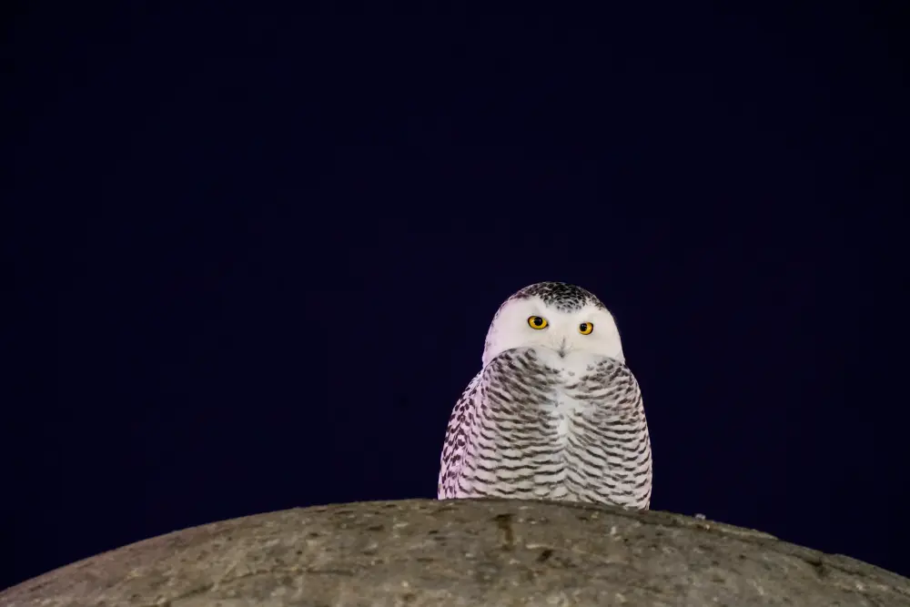 A Snowy Owl Captivates Birdwatchers in Washington DC