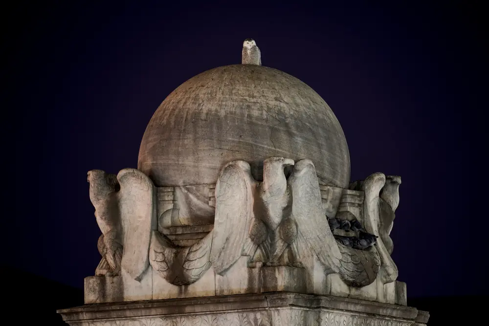 A Snowy Owl Captivates Birdwatchers in Washington DC