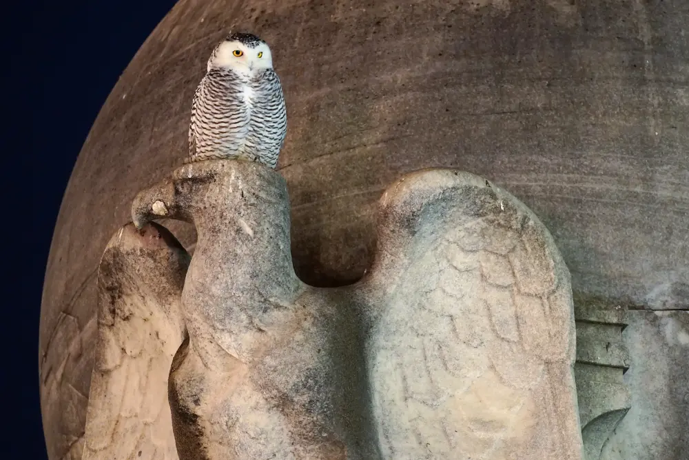 A Snowy Owl Captivates Birdwatchers in Washington DC