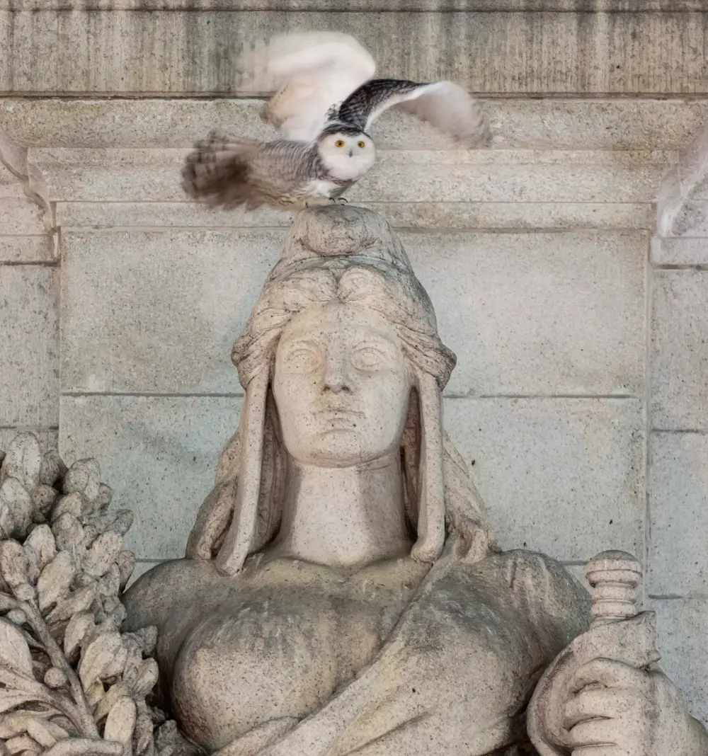 A Snowy Owl Captivates Birdwatchers in Washington DC