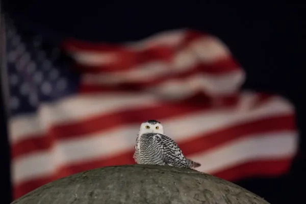 A Snowy Owl Captivates Birdwatchers in Washington DC