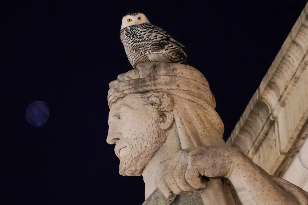 A Snowy Owl Captivates Birdwatchers in Washington DC