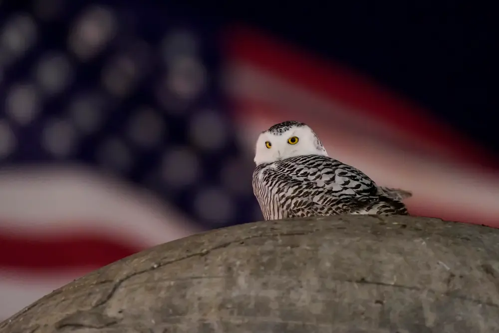 A Snowy Owl Captivates Birdwatchers in Washington DC