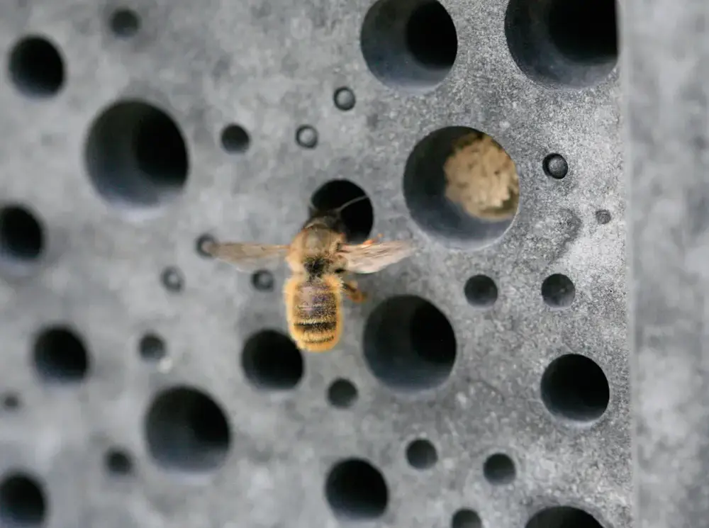 Bee Bricks Offer Home to Solitary Bees in English Countryside