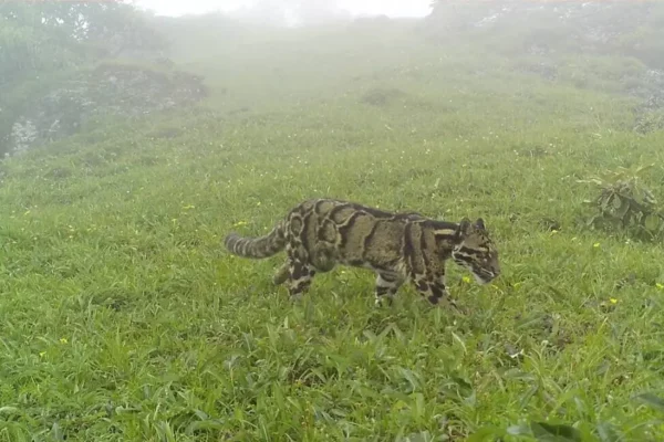 Rare Clouded Leopard Spotted in Nagaland Mountains