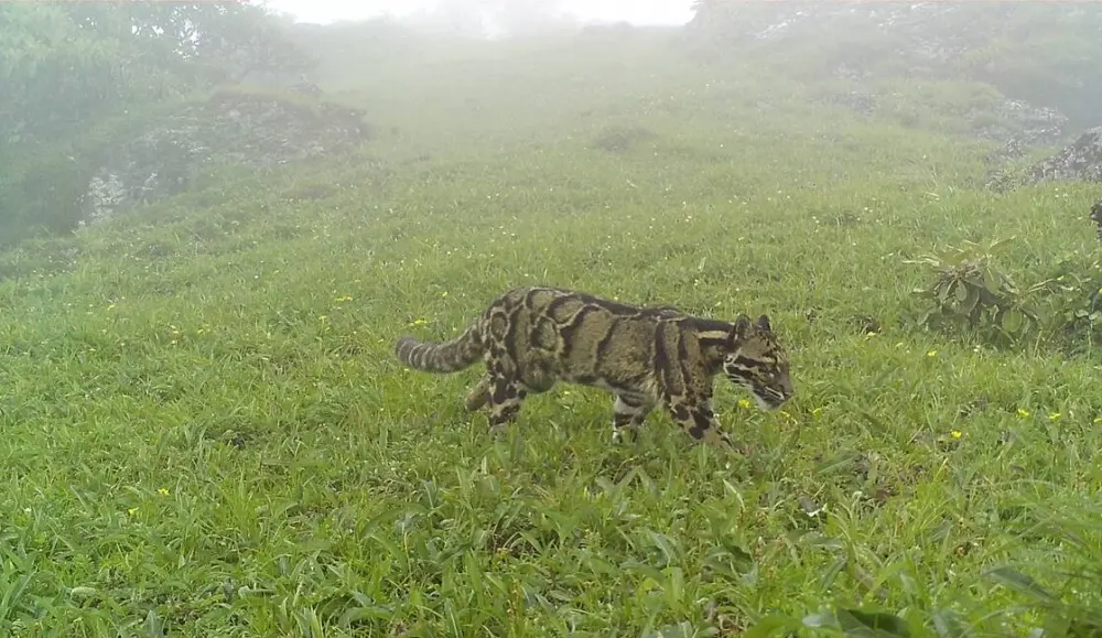 Rare Clouded Leopard Spotted in Nagaland Mountains