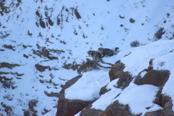 Snow Leopard with Cubs Photographed in Spiti Valley