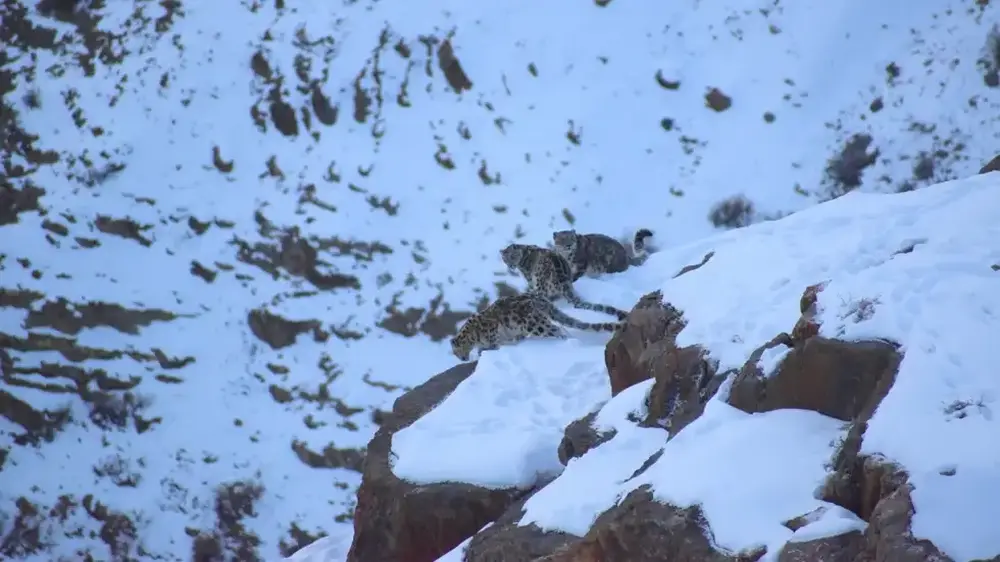 Snow Leopard with Cubs Photographed in Spiti Valley