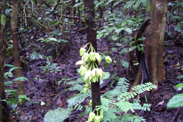 Tree Named After Leonardo DiCaprio