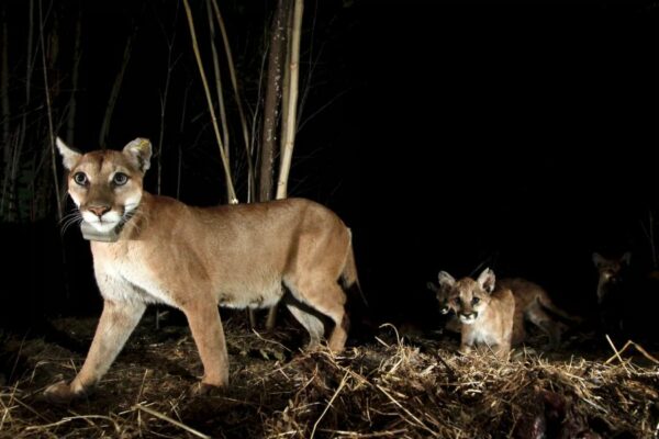 World’s Largest Urban Wildlife Crossing to be Constructed in Los Angeles