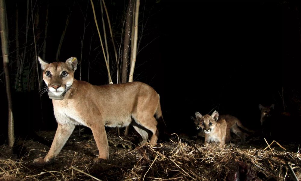 World’s Largest Urban Wildlife Crossing to be Constructed in Los Angeles