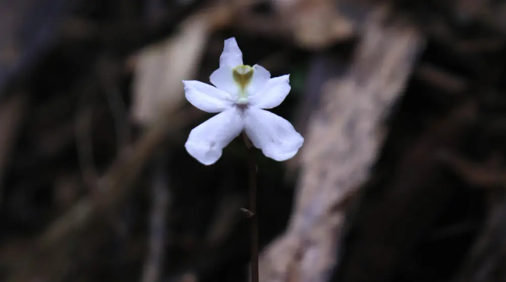 ghost orchid