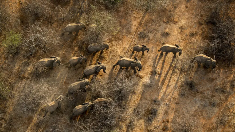 10 Ways Modern Technology is Fighting Poaching - Drones