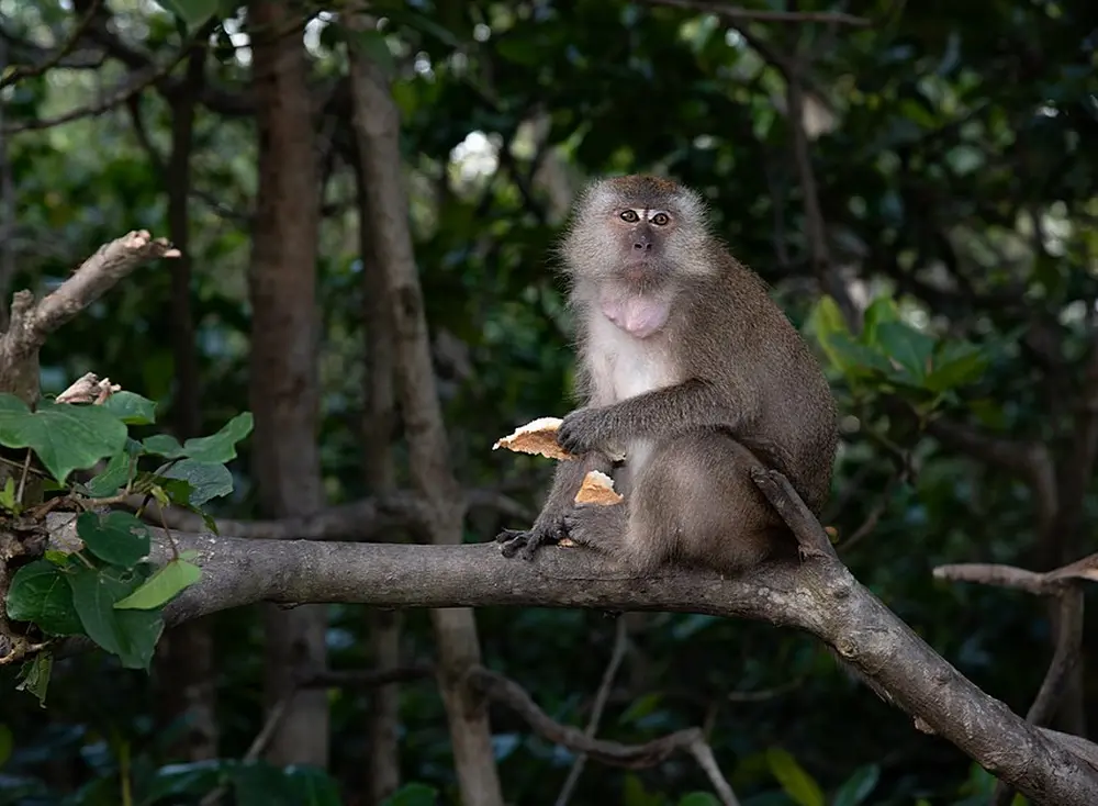 Elon Musk’s Neuralink Subjected Monkeys to Extreme Suffering, 15 Dead