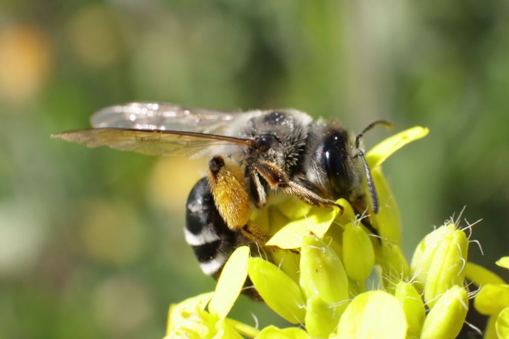 Andrena Labiatula bee