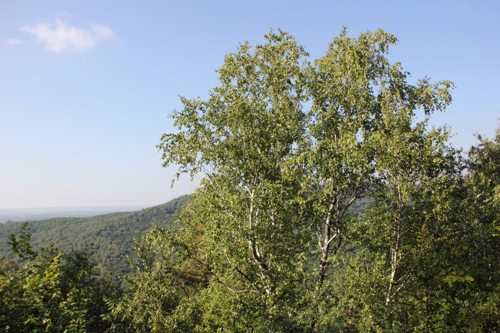 Betula klokovii - endangered species in Ukraine