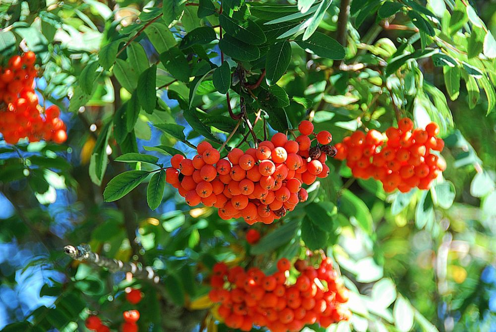 Crimean Rowan - endangered species in Ukraine