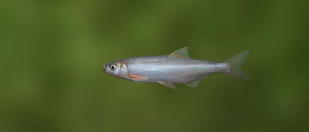 Pontian Shemaya - endangered species in Ukraine