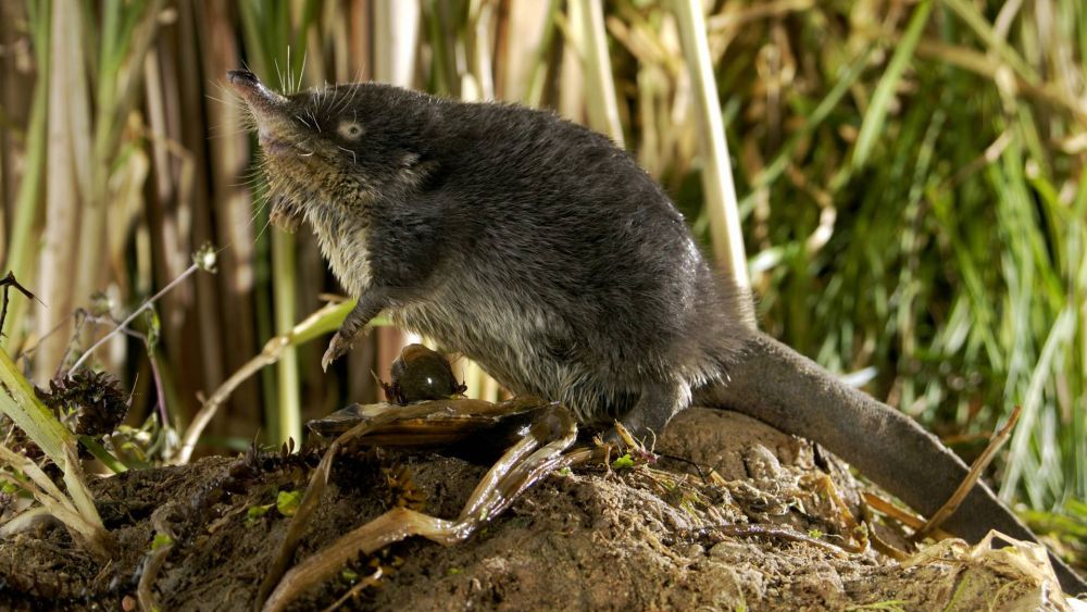 Russian desman - endangered species in Ukraine