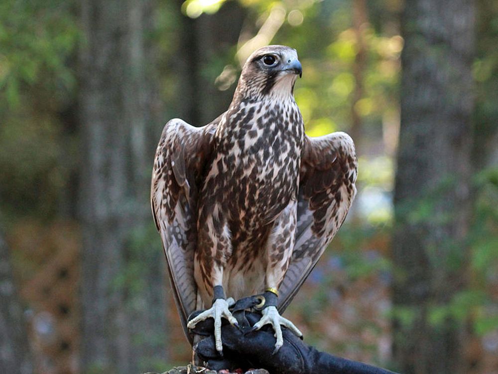 Saker Falcon - endangered species in Ukraine