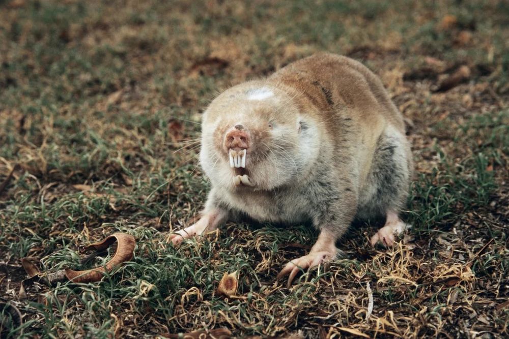 Sandy Mole-Rat - endangered species in Ukraine