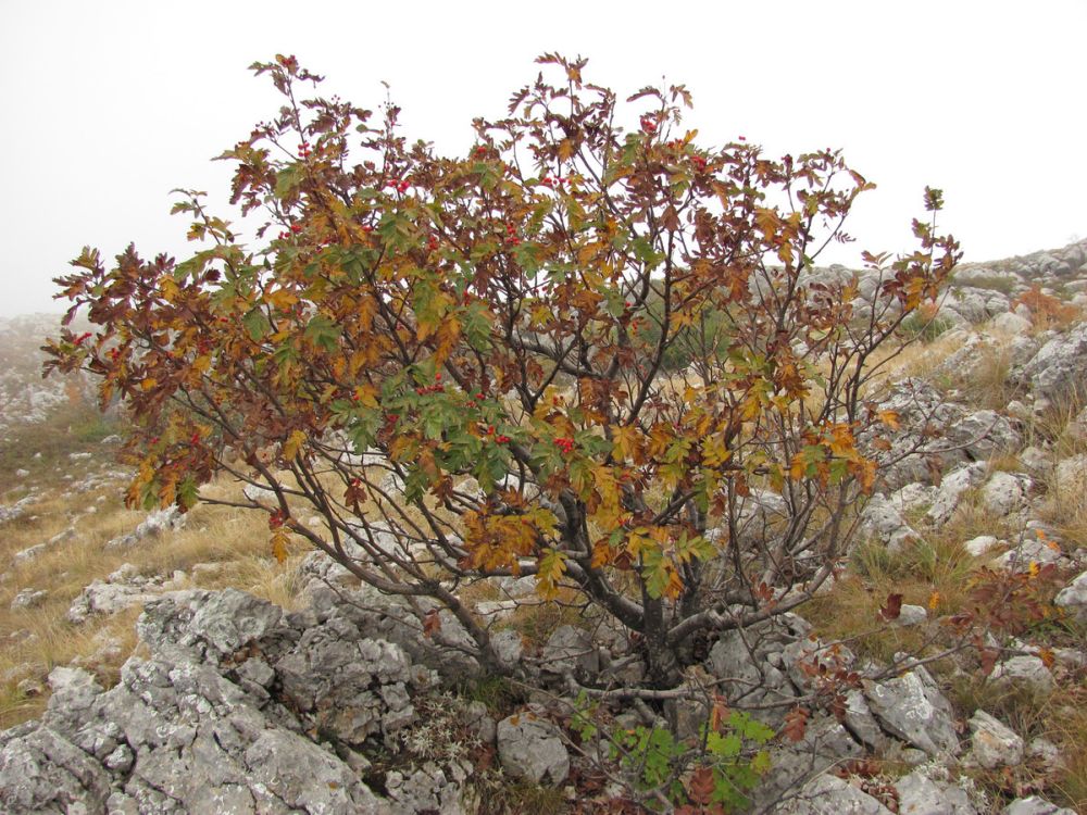 Sorbus Roopiana