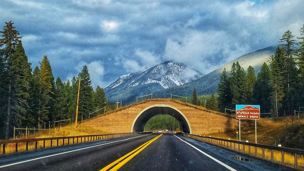 U.S. Highway 93 North Wildlife Crossing, Montana