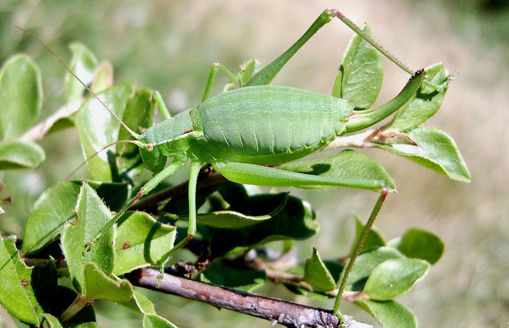 Zubowski Plump Bush-Cricket - endangered species in Ukraine