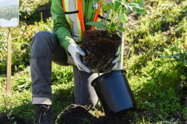 Amazon’s 'Alexa Grow a Tree'