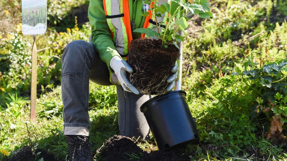 Amazon’s 'Alexa Grow a Tree'