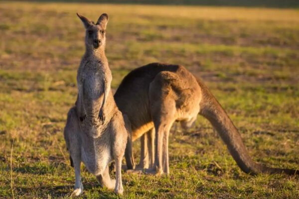 Kangaroos in Bengal- exotic pets trafficking