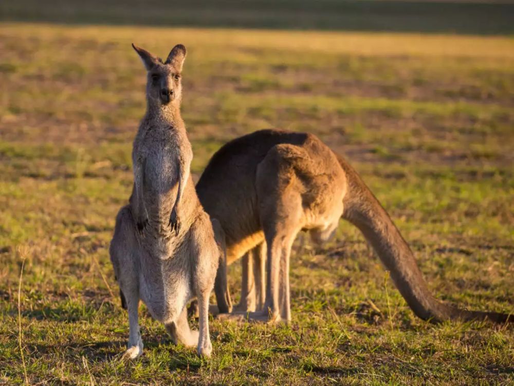 Kangaroos in Bengal- exotic pets trafficking