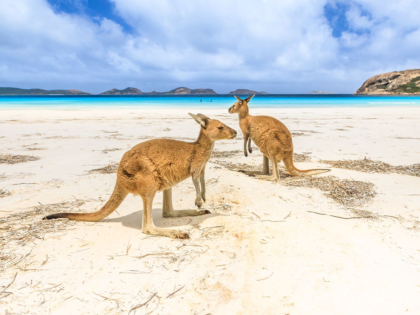 Bengal Kangaroo trafficing_1