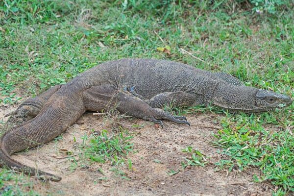 Four Men Raped, Killed and Ate Bengal Monitor Lizard in Maharashtra