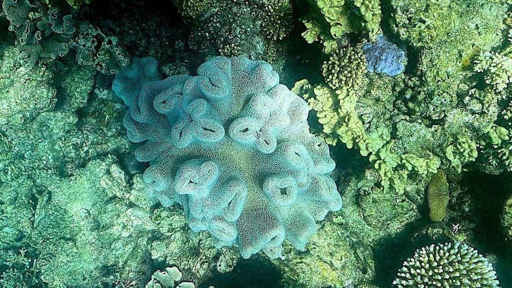 Great Barrier Reef is Suffering Sixth Mass Bleaching and It's Horrifying
