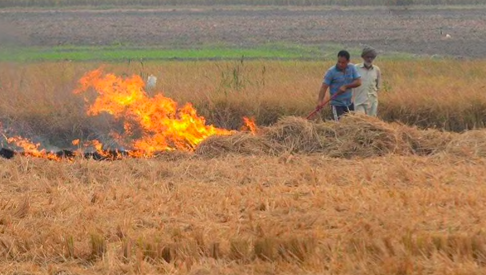 Microbial Spray Brings a Ray of Hope to Solve Air Pollution in India