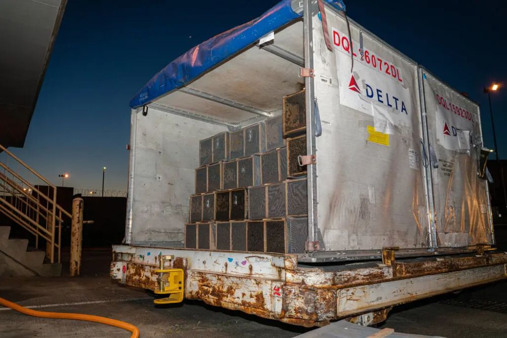 Millions of Bees Die in Delta Air Lines Shipping Mishap