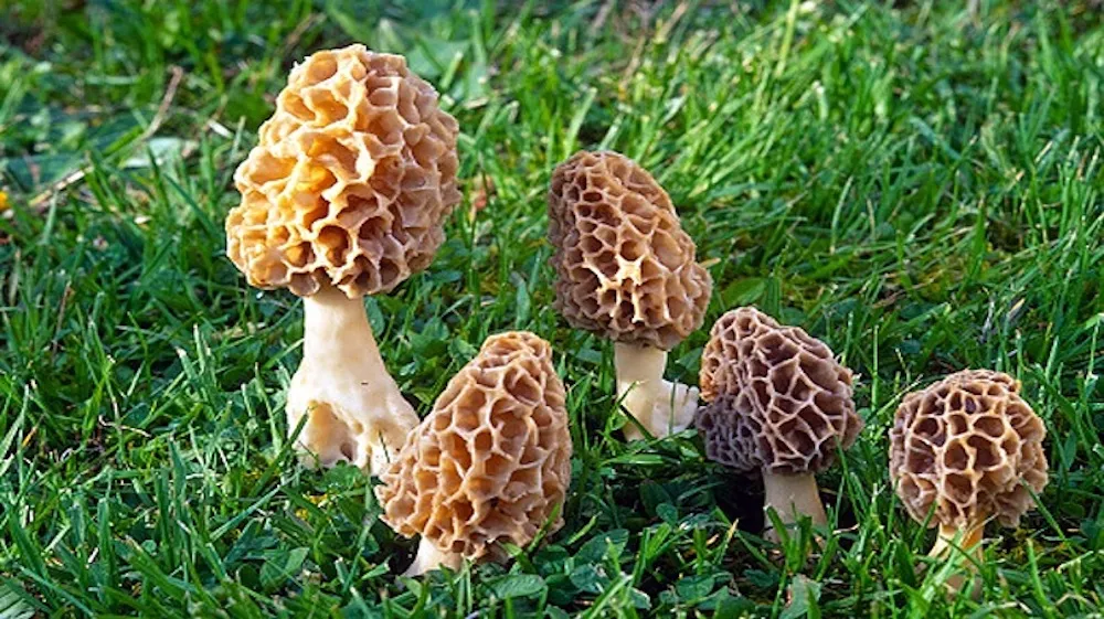 Morel Mushroom Scarcity