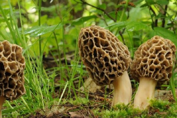 Morel Mushroom Scarcity