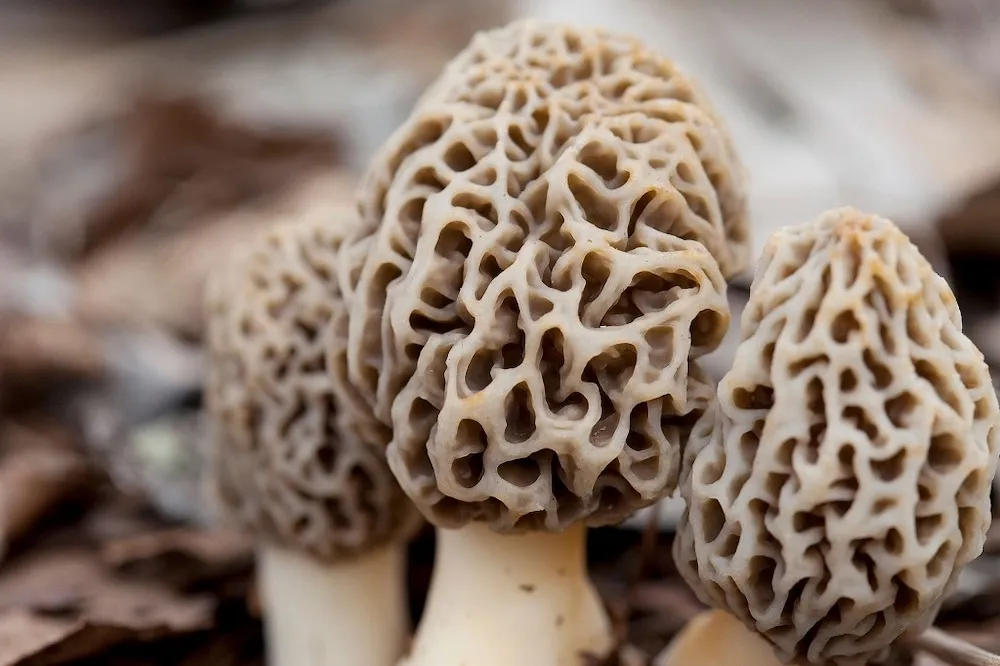 Morel Mushroom Scarcity