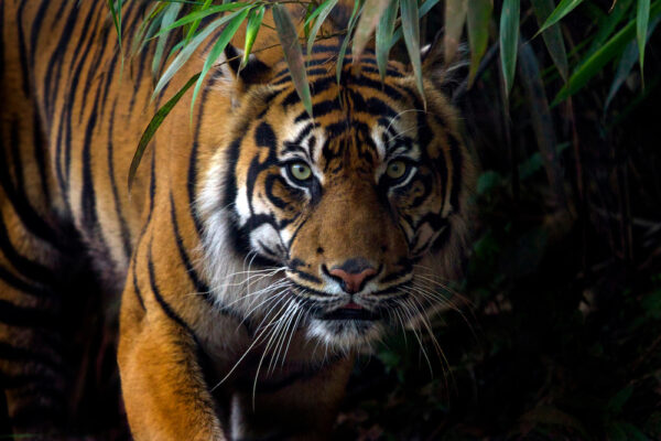 Tamil Nadu Opposes Indian Neutrino Observatory in Tiger Corridor