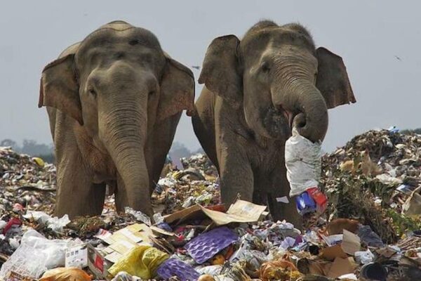 A Study Finds Asian Elephants are Mistakenly Having Plastic for Food