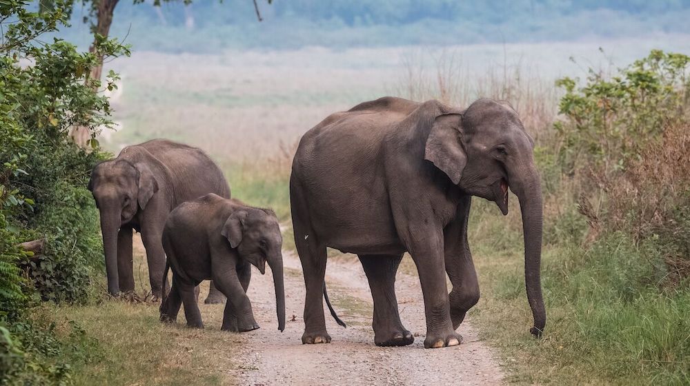 A Study Finds Asian Elephants are Mistakenly Having Plastic for Food