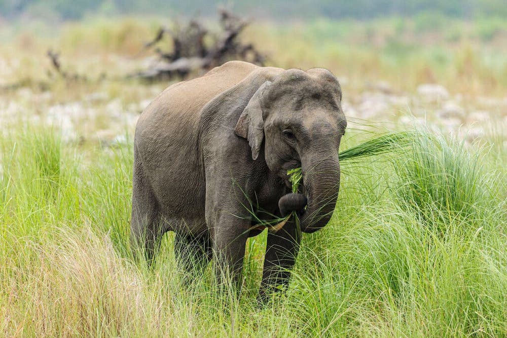 A Study Finds Asian Elephants are Mistakenly Having Plastic for Food