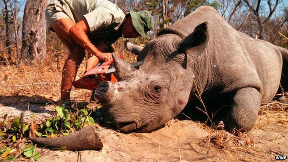 Bleeding Rhino in Assam’s Orang National Park With Horn Sawed Off